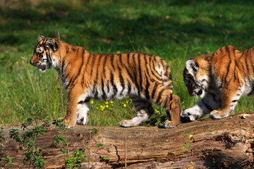 Fototapeta na wymiar Siberian tiger cubs