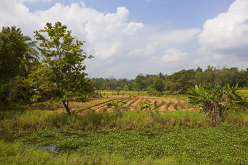 Fototapeta na wymiar sri lankan harvested rice paddies