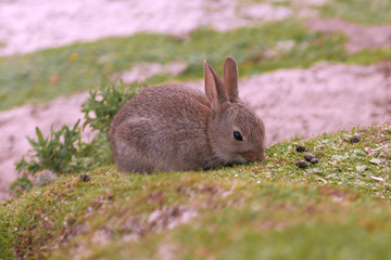 Young rabbit eating grass on Scottish beach