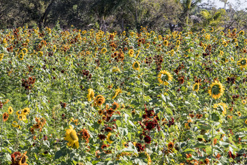 Field of Multicolor Sunflowers - 196374952