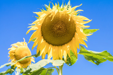 Yellow Sunflower Against Blue Sky - 196375140