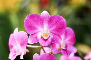 Selective Focus:Purple Orchid flowers with Blurred Background.