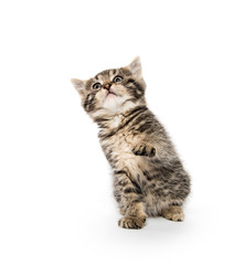 Tabby kitten playing