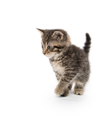 Obraz premium Cute tabby kitten sitting on white
