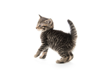 Tabby kitten playing