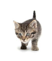 Tabby kitten playing