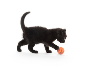 Cute black kitten on white background