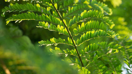 The rain tree leaves in the evening sun.