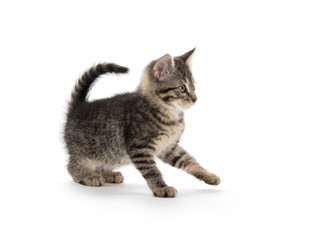 Cute tabby on white
