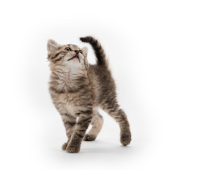 Tabby kitten playing © Tony Campbell
