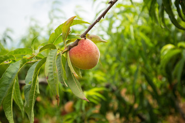 Close-up of a peach on a branch.  Green leaves background