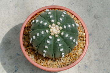 Astrophytum myriostigma. A hobby plants,Astrophytum is one of the largest in the cactus family (Cactaceae).Common names include sand dollar cactus, sea urchin cactus, star cactus and star peyote.
