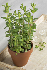 Terracotta  pot with Mentha spicata, Moroccan mentha