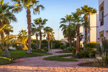 Winding path in the garden, between tall palms and a green lawn, a warm summer evening.
