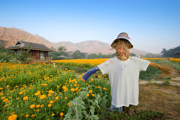 Naklejka premium Scarecrow with yellow Tagetes erecta Marigold flower Garden and blue mountain