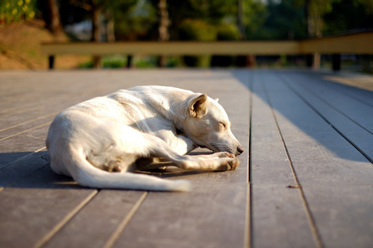 Thai white dog lying on the wood floor