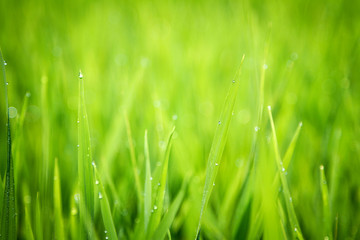 Green grass, Rice Field