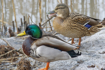 Beautiful wild duck sitting on the bank of the winter pond.