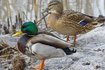 Beautiful wild duck sitting on the bank of the winter pond.