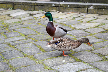 Watschelnde Stockenten 