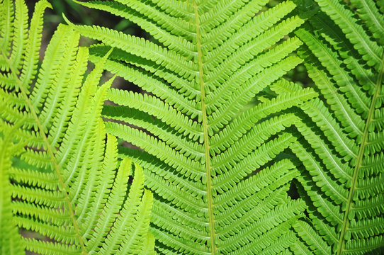 Juicy leaves of fern