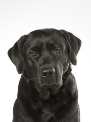 Black labrador dog portrait. Image taken in a studio.