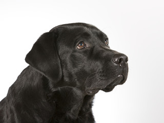 Fototapeta na wymiar Black labrador dog portrait. Image taken in a studio.