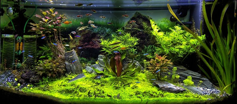 Aquarium et poissons tropicaux