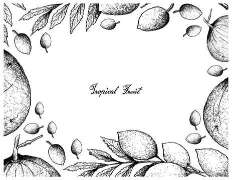 Hand Drawn Frame of Santol and Elaeocarpus Hygrophilus Fruits