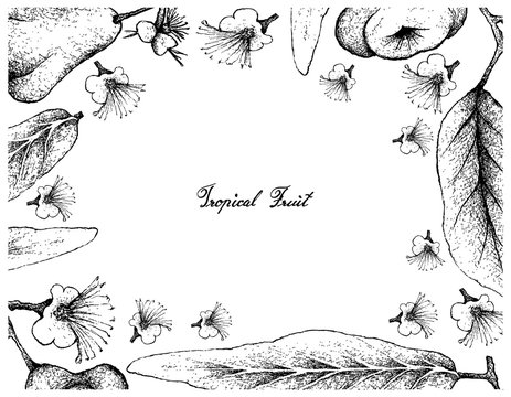 Hand Drawn Frame of Java and Watery Rose Apple