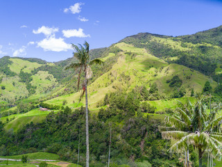 palms in the Cocora valley of Salento aerial view
