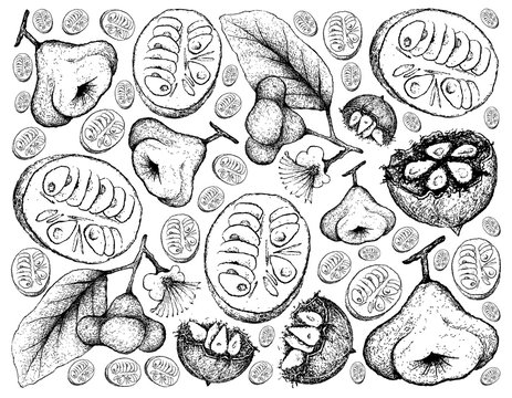 Hand Drawn Background Of Monk Fruit And Watery Rose Apple