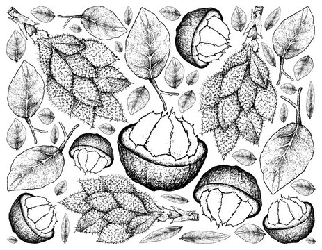 Hand Drawn Background of Santol and Luk Rakam Fruits