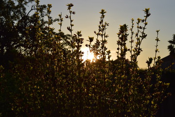 Soleil d'Albi (81)