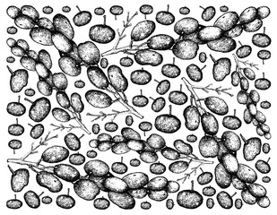 Hand Drawn Background of Sweet Ripe Luna Nut Fruits