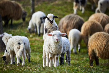 Lambs (Ovis aries)