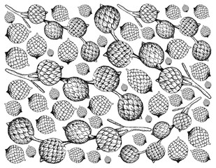 Hand Drawn of Rattan Fruits on White Background