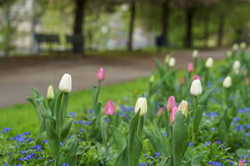 Naklejka premium Flower bed of white and pink tulips in a street park