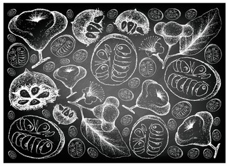 Hand Drawn Monk Fruit and Watery Rose Apple on Chalkboard