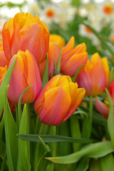 Spring. Tulip Darwin Hybrid Mystic Van Eijk