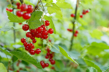 Red currants in the garden, close