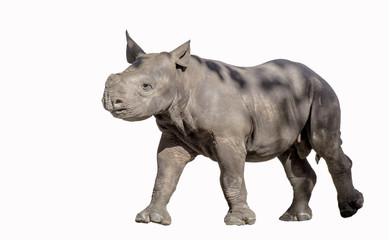 Fototapeta premium Baby Rhinoceros on White Background