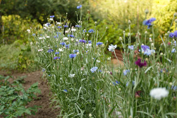 Blue and white cornflowers blooming in meadow close up