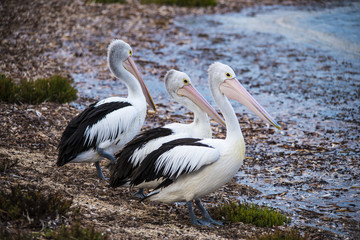 Australian Pelican