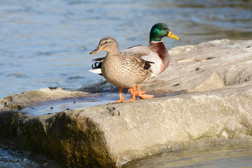 Mallards in the spring sun, South of France, Europe. 