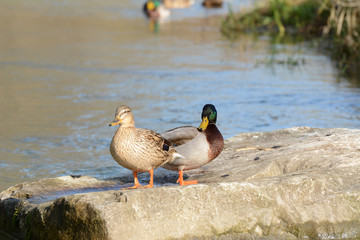 Mallards in the spring sun, South of France, Europe. 