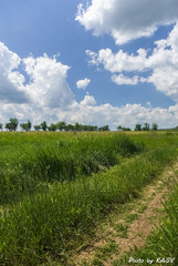 Tavriysky blooming steppe in summer