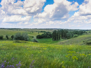 Fototapeta na wymiar Tavriysky blooming steppe in summer