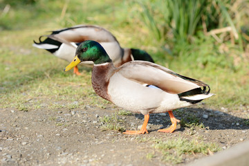 Mallards in the spring sun, South of France, Europe. 
