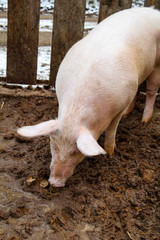 Schwein, Schweine in artgerechter Haltung 
